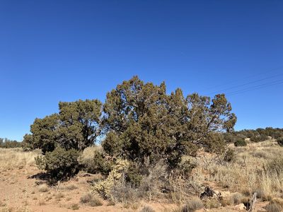 Juniperus monosperma, photographed by Caleb Catto