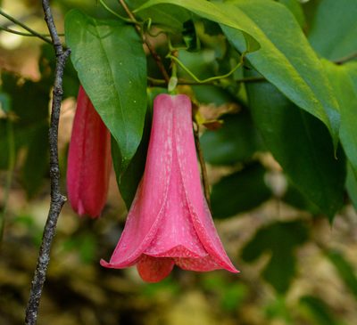 Lapageria rosea, photographed by Nicolás Villaseca Merino