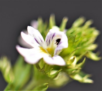 Euphrasia nemorosa, photographed by Eric Lamb
