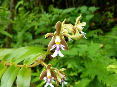 Epidendrum exasperatum, photographed by Thibaud Aronson