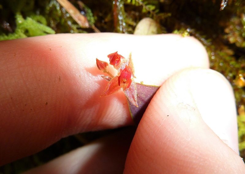 Lepanthes mentosa, photographed by Thibaud Aronson