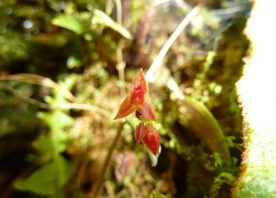 Lepanthes mentosa, photographed by Thibaud Aronson