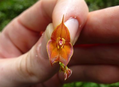 Lepanthes wendlandii, photographed by Thibaud Aronson