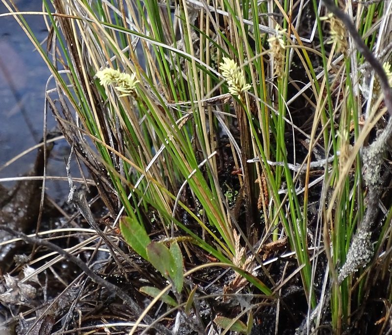 Carex exilis, photographed by Sandra Keller