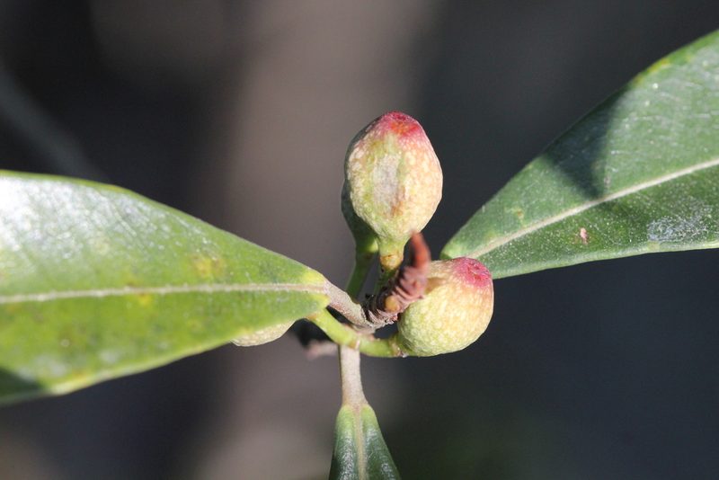 Ficus variolosa, photographed by Agnes Trekker