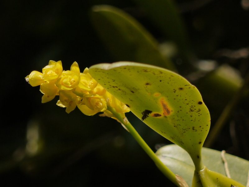 Bulbophyllum rosemarianum, photographed by Dinesh Valke