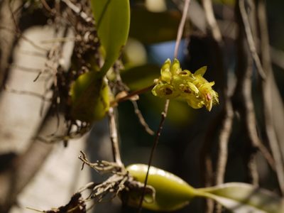 Bulbophyllum rosemarianum, photographed by Dinesh Valke