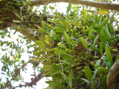 Bulbophyllum rosemarianum, photographed by Dinesh Valke
