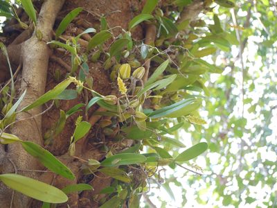 Bulbophyllum rosemarianum, photographed by Dinesh Valke