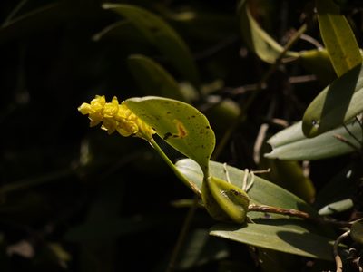 Bulbophyllum rosemarianum, photographed by Dinesh Valke