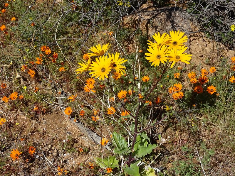 Norlindhia amplectens, photographed by Peter Warren