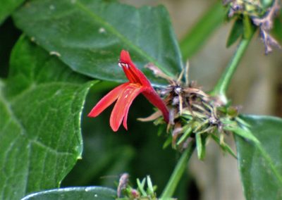 Justicia brasiliana, photographed by Hugo Hulsberg