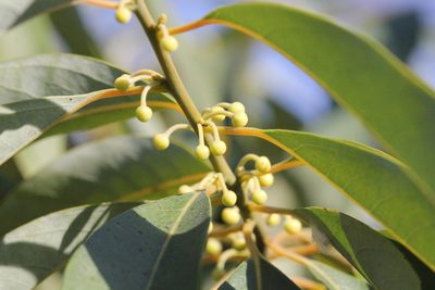 Litsea cubeba, photographed by Agnes Trekker