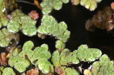 Azolla cristata, photographed by Timothy McNitt