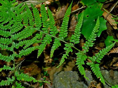 Microlepia strigosa, photographed by Jacy Chen