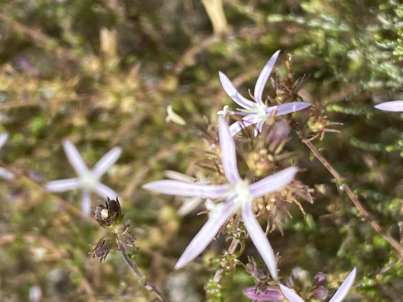 Wahlenbergia loddigesii, photographed by Christina