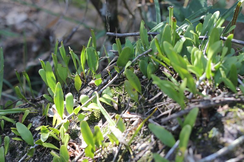 Pyrrosia adnascens, photographed by Agnes Trekker