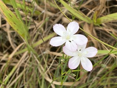 Dianthus albens, photographed by Christina