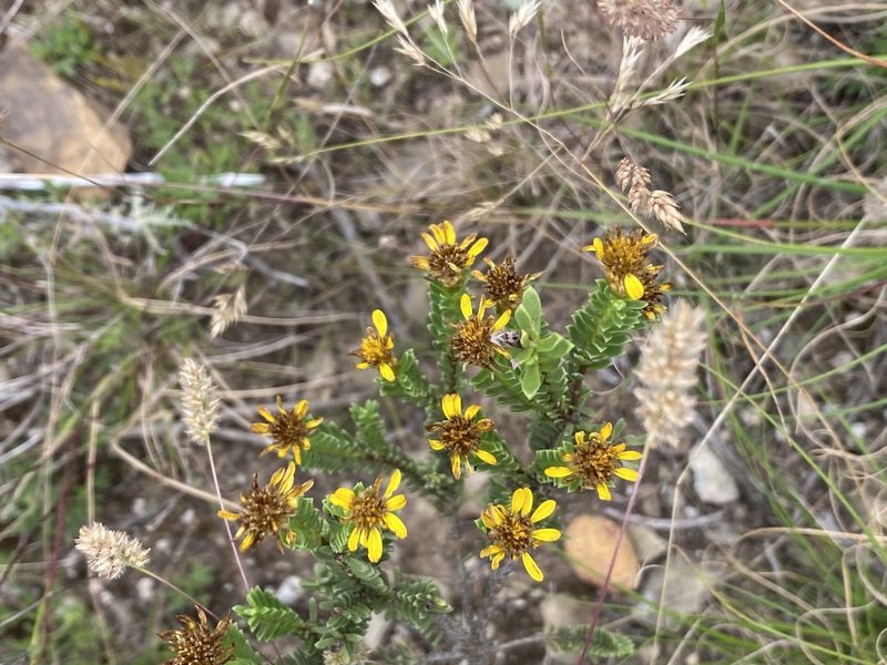 Oedera uniflora, photographed by Christina