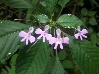 Impatiens hochstetteri, photographed by Ferncliffe forest wilding