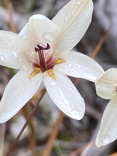 Tritonia flabellifolia, photographed by Christina
