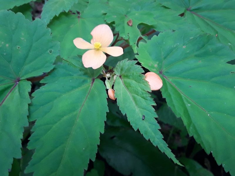 Begonia sutherlandii, photographed by Ferncliffe forest wilding