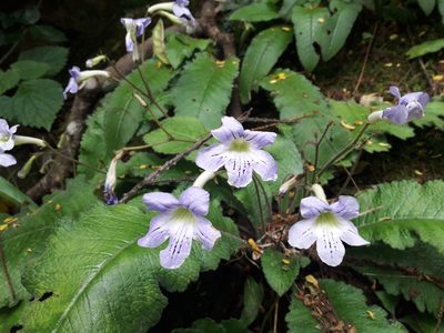Streptocarpus gardenii, photographed by Ferncliffe forest wilding