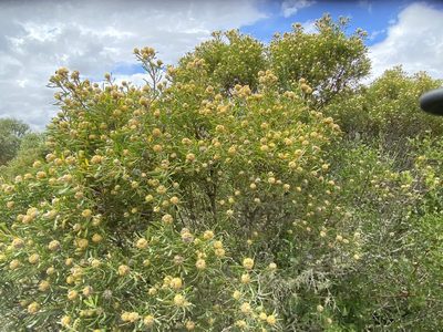 Leucadendron galpinii, photographed by Christina
