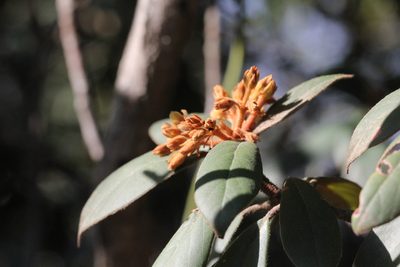 Machilus velutinus, photographed by Agnes Trekker