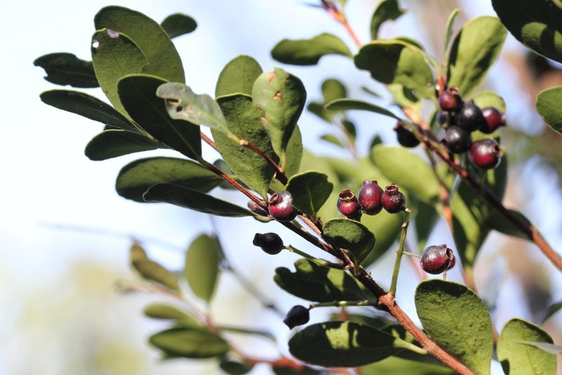 Syzygium buxifolium, photographed by Agnes Trekker