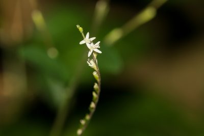Petiveria alliacea, photographed by Tom Field