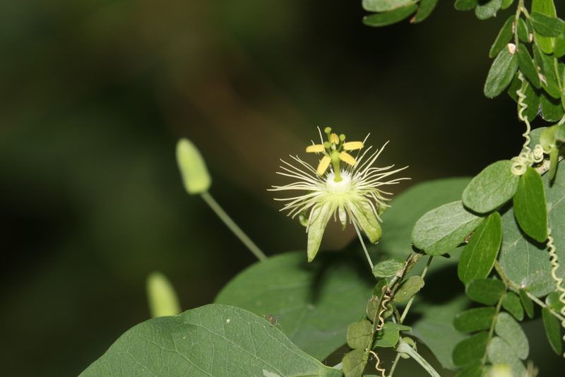 Passiflora filipes, photographed by Tom Field