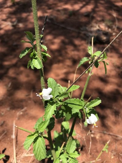 Hibiscus micranthus, photographed by rosshawkins