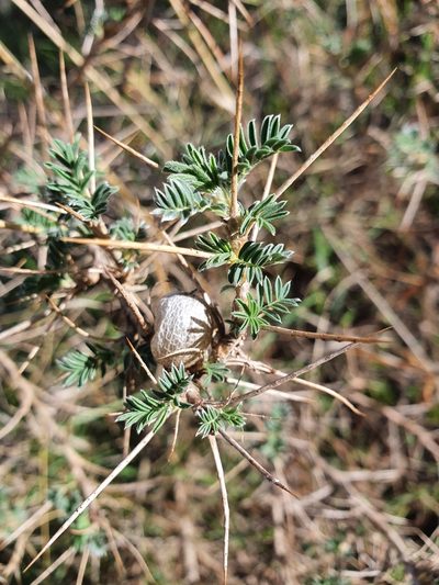 Astragalus armatus, photographed by Mehdi Chetibi