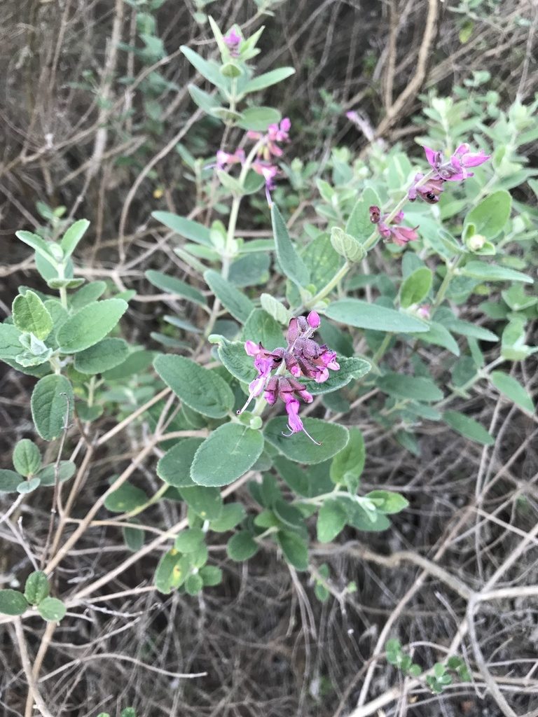 Syncolostemon obermeyerae, photographed by rosshawkins