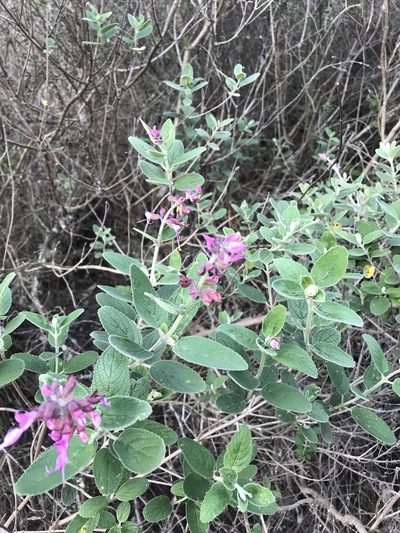 Syncolostemon obermeyerae, photographed by rosshawkins