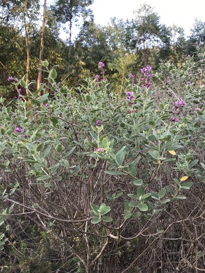 Syncolostemon obermeyerae, photographed by rosshawkins