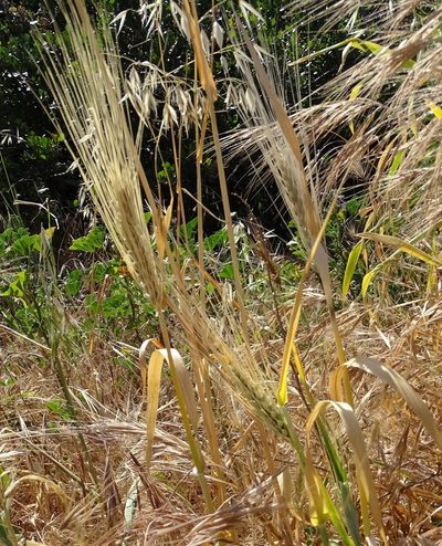 Hordeum vulgare, photographed by Jesse Rorabaugh