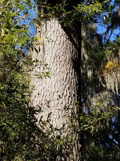 Pinus glabra, photographed by Anthony A Simmons