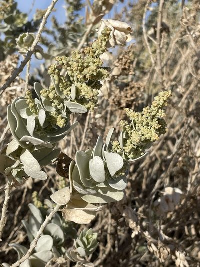 Atriplex farinosa, photographed by Sula Vanderplank
