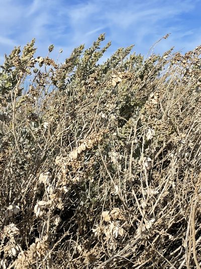 Atriplex farinosa, photographed by Sula Vanderplank
