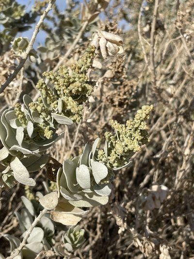 Atriplex farinosa, photographed by Sula Vanderplank