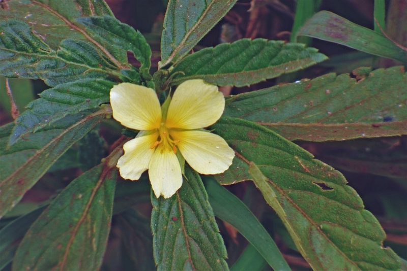 Turnera orientalis, photographed by Hugo Hulsberg