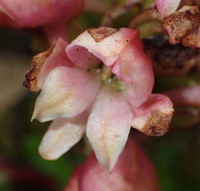 Satyrium acuminatum, photographed by Nicola van Berkel