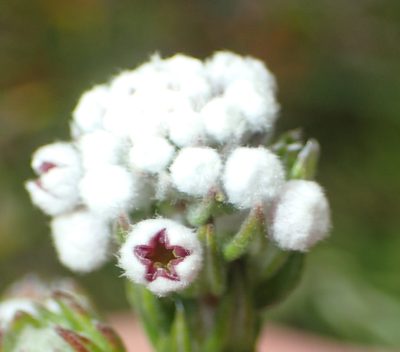 Phylica pinea, photographed by Nicola van Berkel