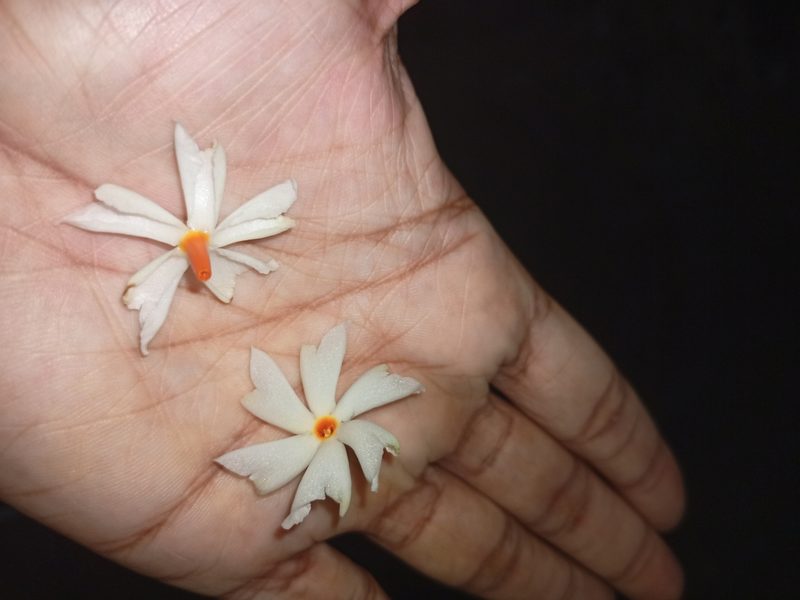 Nyctanthes arbor-tristis, photographed by Rama Narayanan