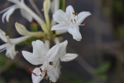 Rhododendron viscosum, photographed by leahmv
