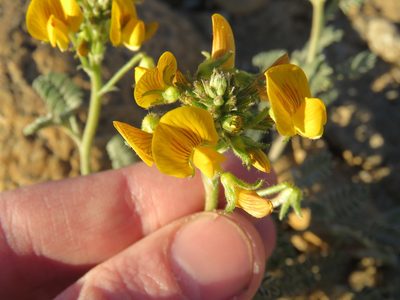 Adesmia corymbosa
