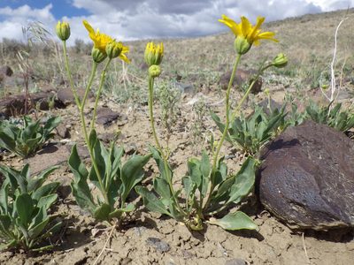 Platyschkuhria integrifolia, photographed by Matt Lavin