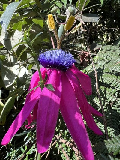 Passiflora longipes, photographed by Nicolás Baresch Uribe